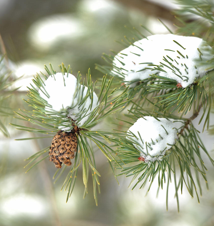 Winter Photograph - Snowy Pine by Brian Mollenkopf