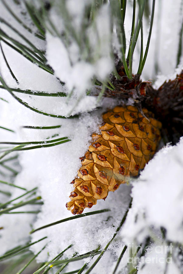 Winter Photograph - Snowy pine cone by Elena Elisseeva