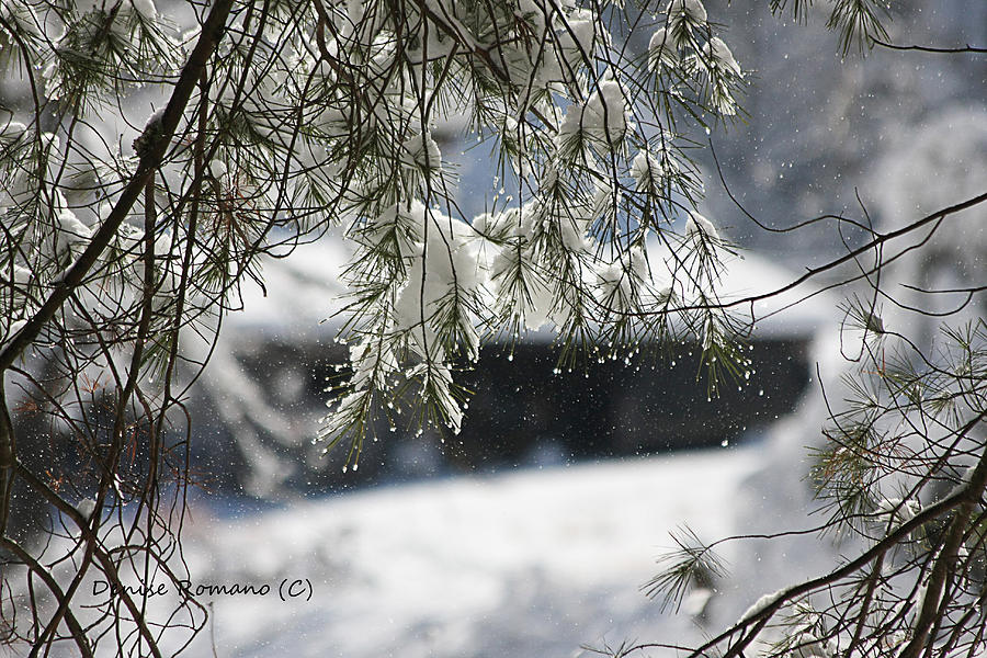 Snowy Pine Photograph by Denise Romano