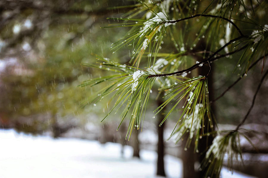 Snowy pine Photograph by Kelley Nelson