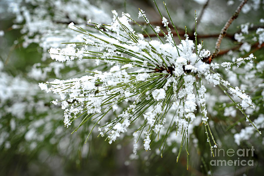 Winter Photograph - Snowy pine needles by Elena Elisseeva