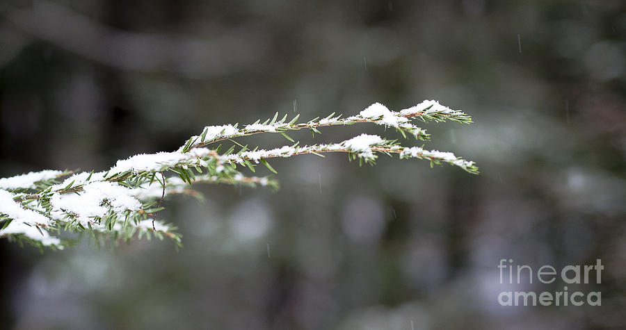 Snowy pine Photograph by Steven Ralser