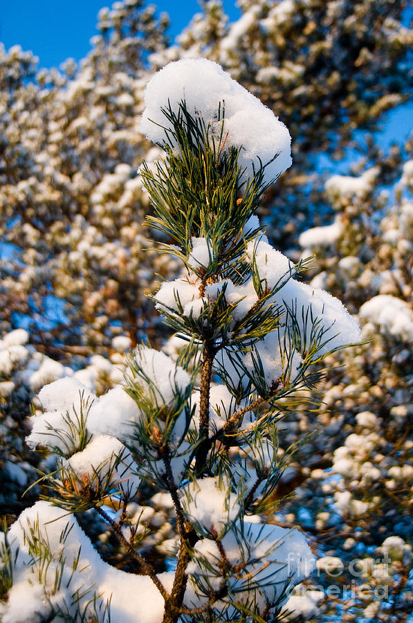 Snowy Pine Tree 3 Photograph by Terry Elniski