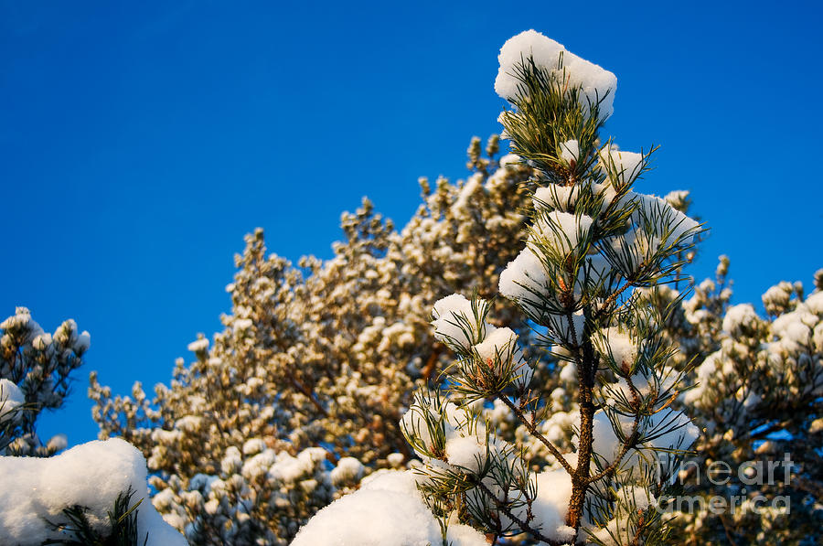 Snowy Pine Tree 4 Photograph by Terry Elniski