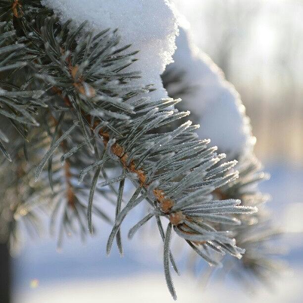 Winter Photograph - Snowy Pine Tree by Alexa V