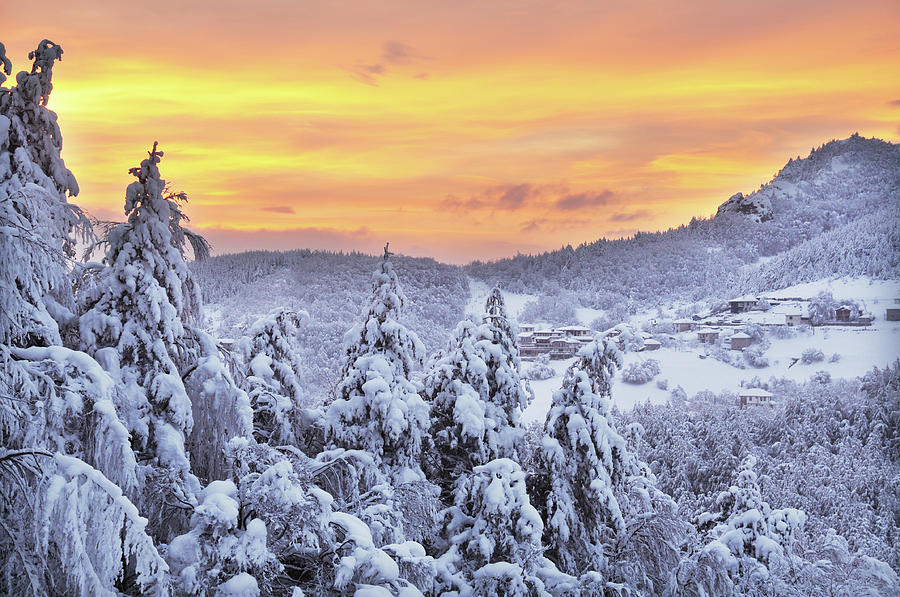 Snowy Pine Trees And Mountain Village Photograph by Maya Karkalicheva