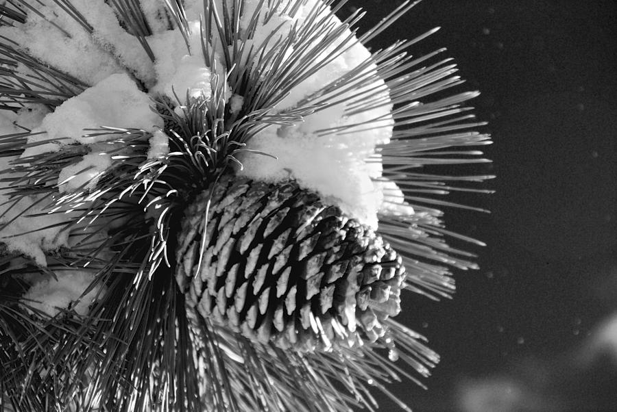 Snowy Pinecone Photograph by Eric Tressler