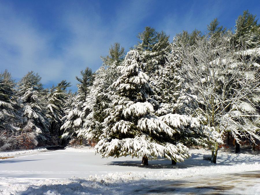 Tree Photograph - Snowy pines by Janice Drew