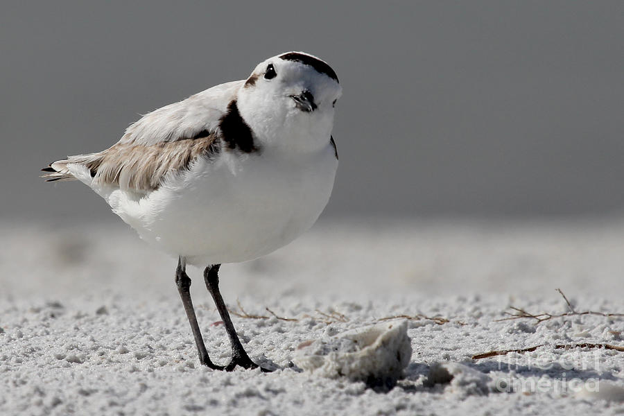 Snowy Plover Photograph by Meg Rousher