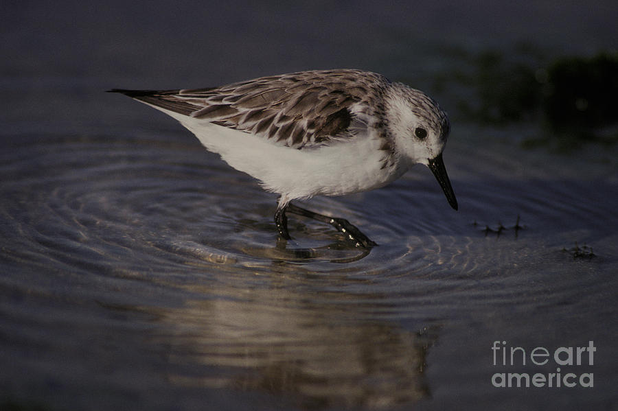 Animal Photograph - Snowy Plover by Ron Sanford