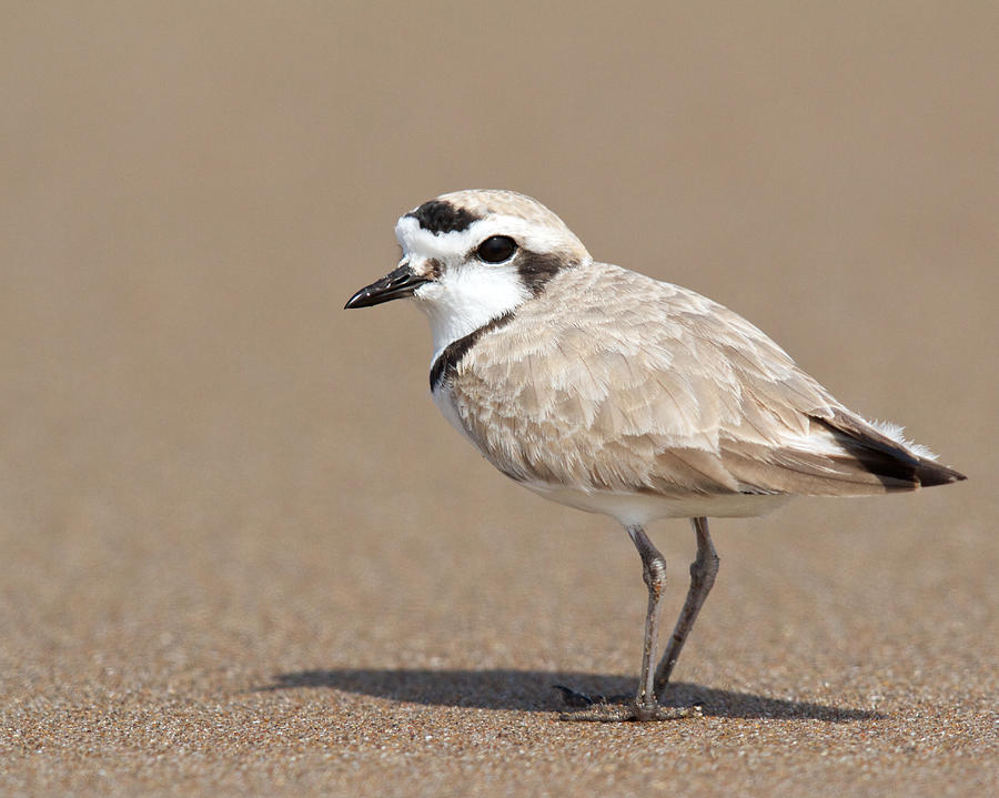 Snowy Plover by Steve Kaye Snowy Plover by Steve Kaye