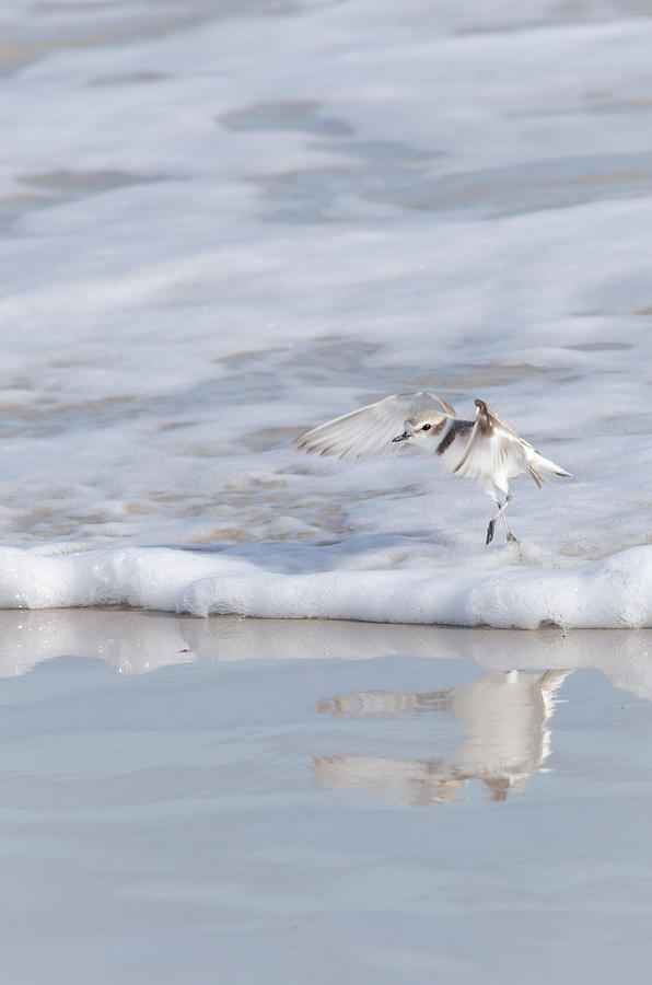 Snowy Plover Wave Jumping Photograph