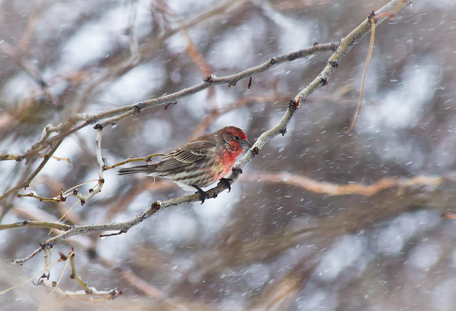 Snowy Red - Cassins Finch - Casper Wyoming Photograph by Diane Mintle