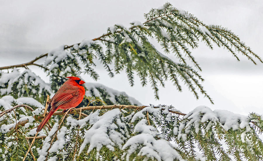 Snowy Red Photograph by Elvis Vaughn