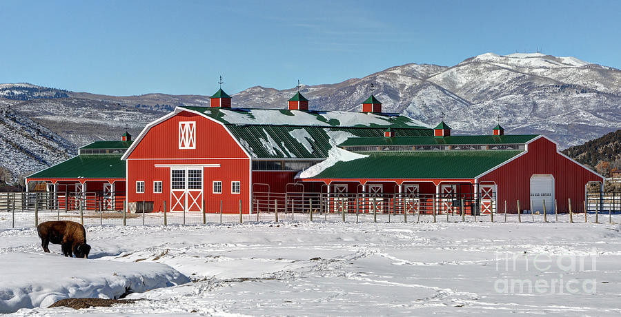 Snowy Red Mountain Barn with Buffalo - Utah Photograph by Gary Whitton