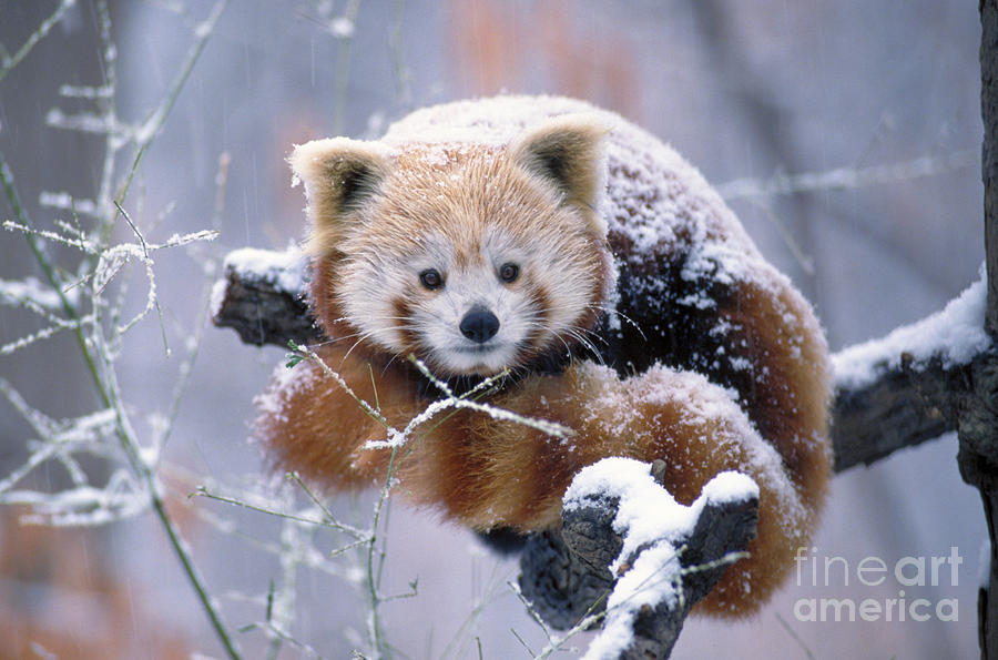 Snowy Red Or Lesser Panda Photograph by Aaron Ferster