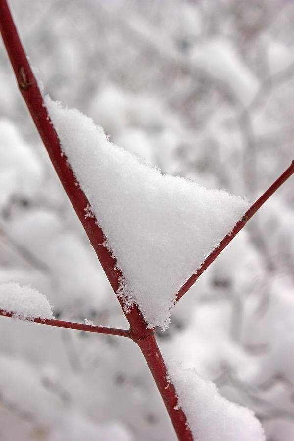 Snowy Red Twig Photograph by Mary Bedy