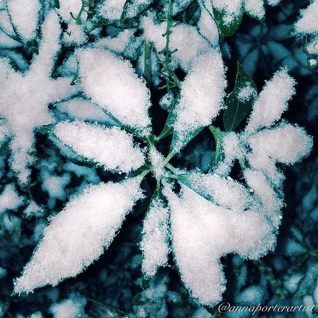 Snowy Rhododendron Leaves, Iphone5 Photograph by Anna Porter