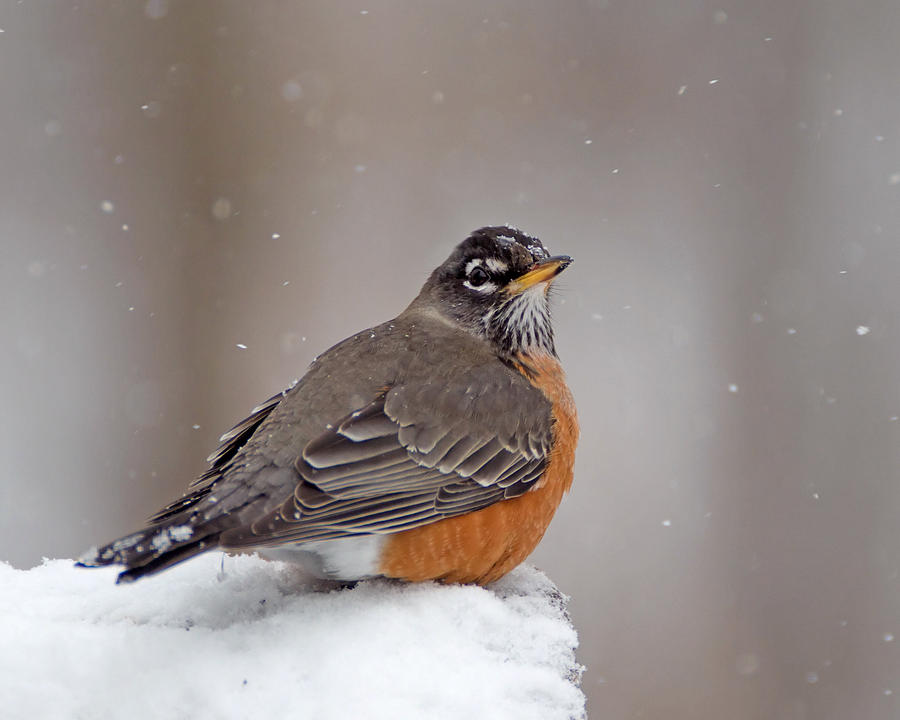 Snowy Robin Photograph by Jack Nevitt
