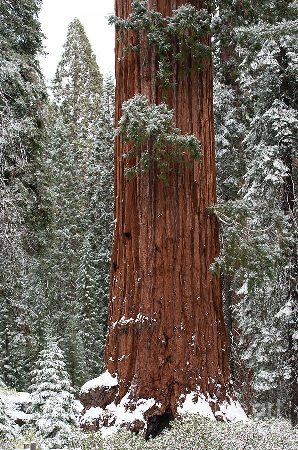 Sequoia National Park Photograph - Snowy Sequoia 2-8105 by Stephen Parker