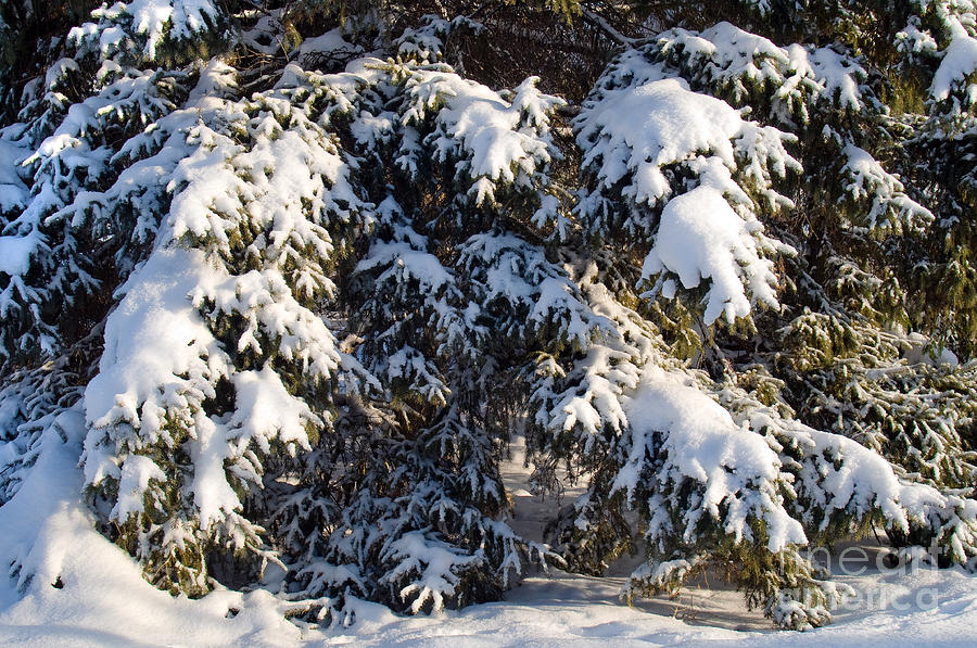 Snowy Spruce Tree 2 Photograph by Terry Elniski