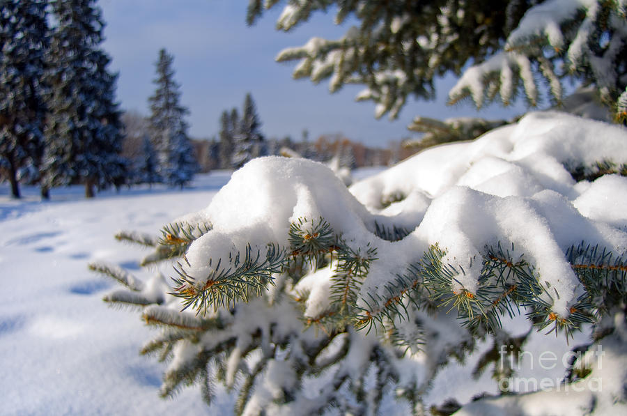 Snowy Spruce Tree 3 Photograph by Terry Elniski