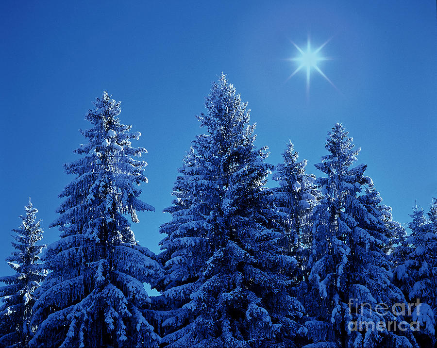 Snowy Spruces Photograph by Hermann Eisenbeiss