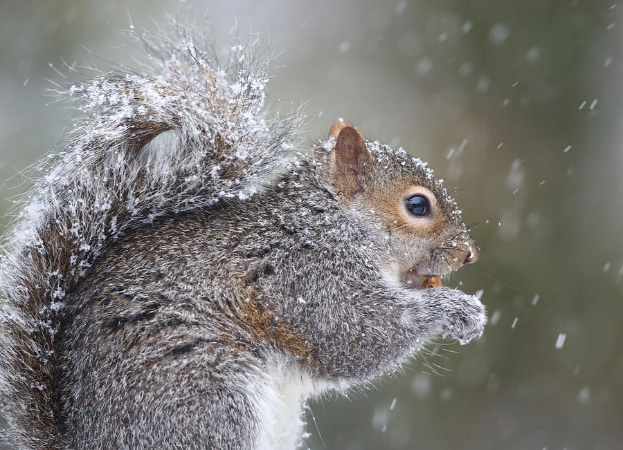 Snowy Squirrel Closeup Photograph by Jack Nevitt