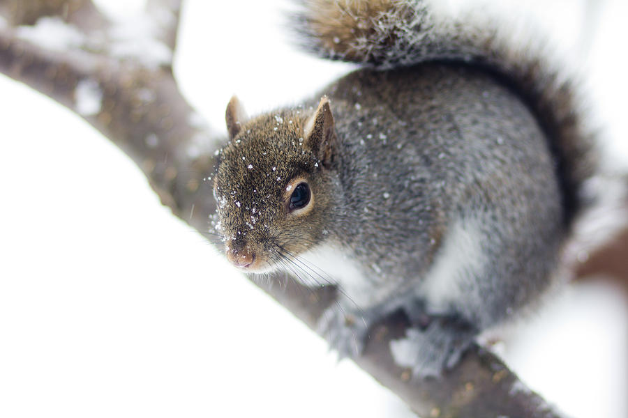 Snowy Squirrel Photograph by Shane Holsclaw