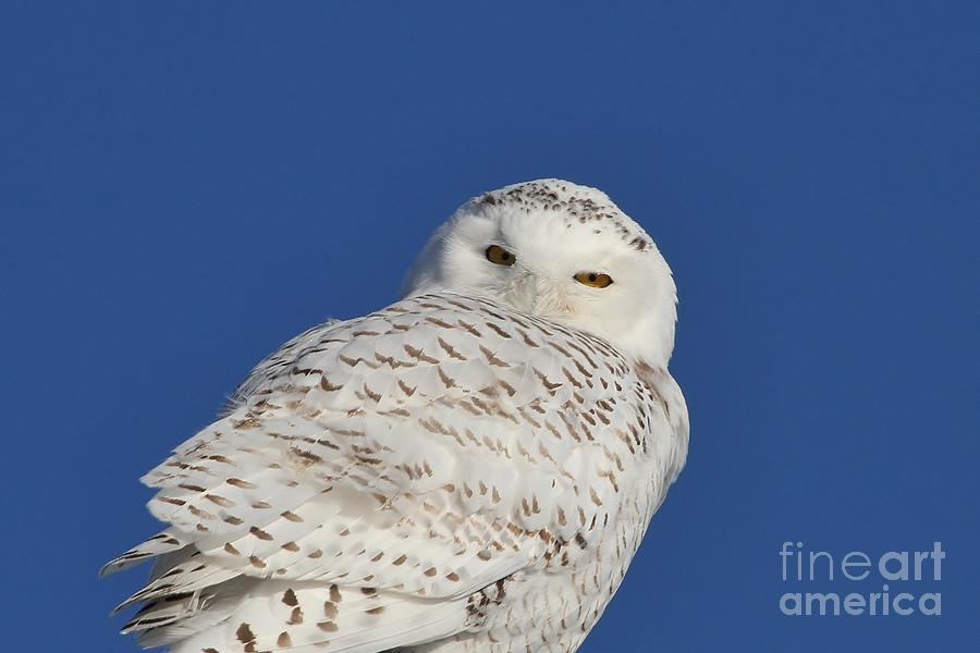 Snowy Stare Photograph by Teresa McGill - Fine Art America