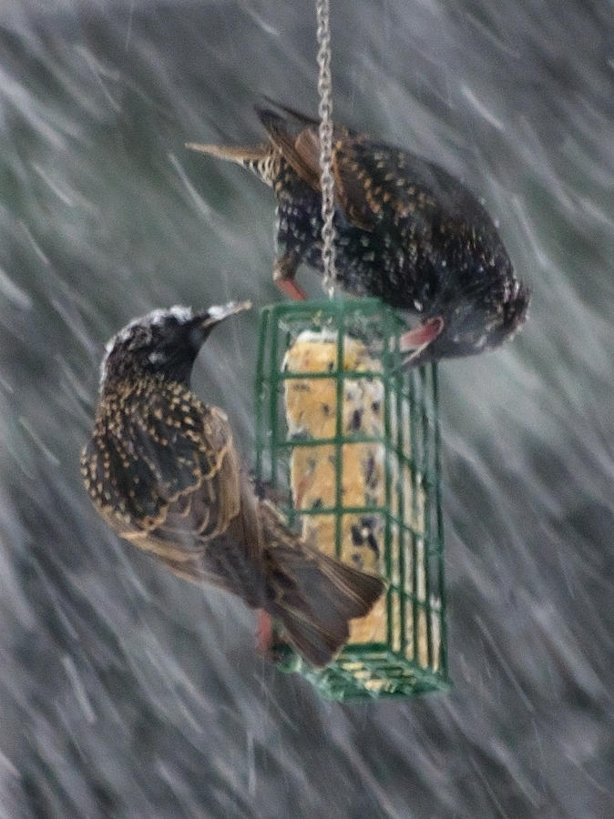 Snowy Starlings Photograph by Jeff Galbraith