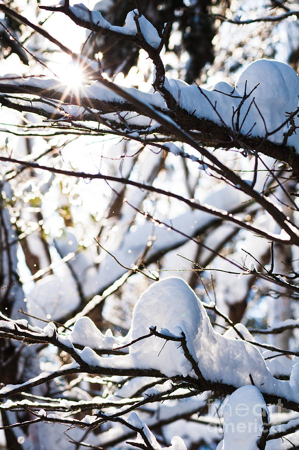 Snowy Sunburst Photograph by Cheryl Baxter