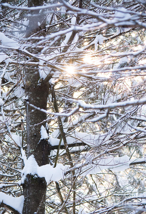Snowy Sunbursts Photograph by Cheryl Baxter