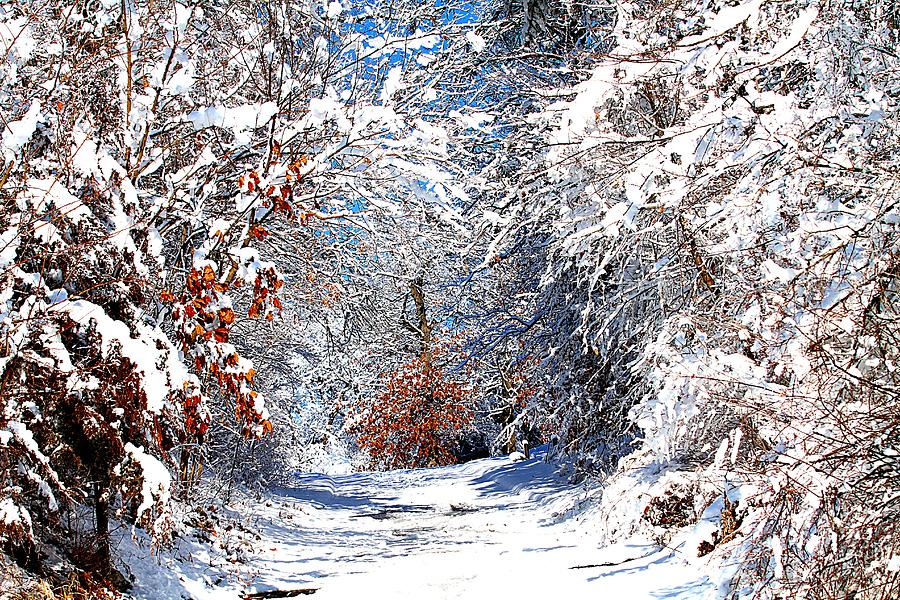 Winter Photograph - Snowy Sunshine by Elizabeth Winter