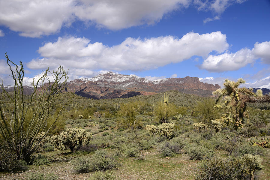 Snowy Superstition Mountains with Cholla February 21 2013 Photograph by Brian Lockett