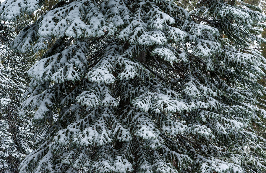 Kings Canyon Photograph - Snowy tree  1-7886 by Stephen Parker