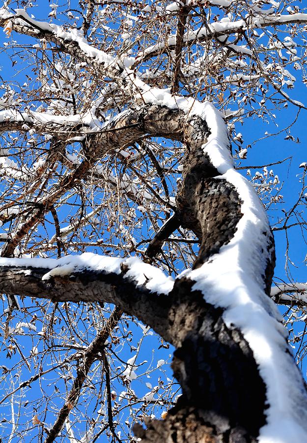 Snowy Tree 14041 Photograph by Jerry Sodorff