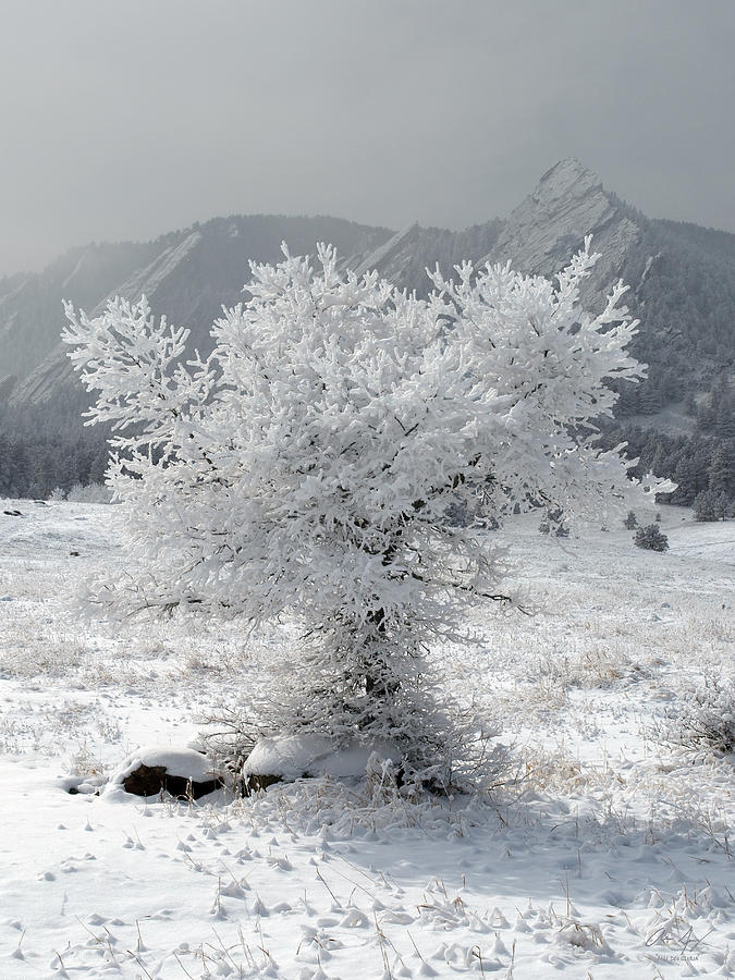 Snowy Tree Photograph by Aaron Spong