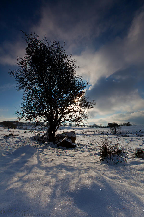 Snowy Tree Photograph by B Cash