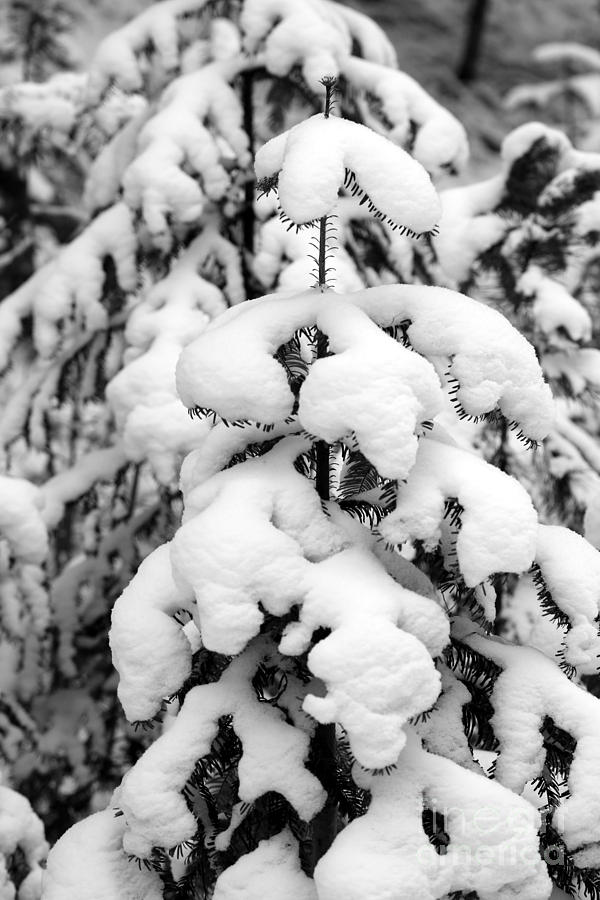 Snowy Tree - Black and White Photograph by Carol Groenen