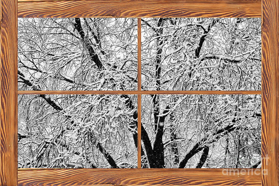 Snowy Tree Branches  Barn Wood Picture Window Frame View Photograph by James BO Insogna