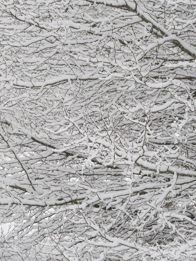 Snowy Tree Branches Photograph by Kathy Long