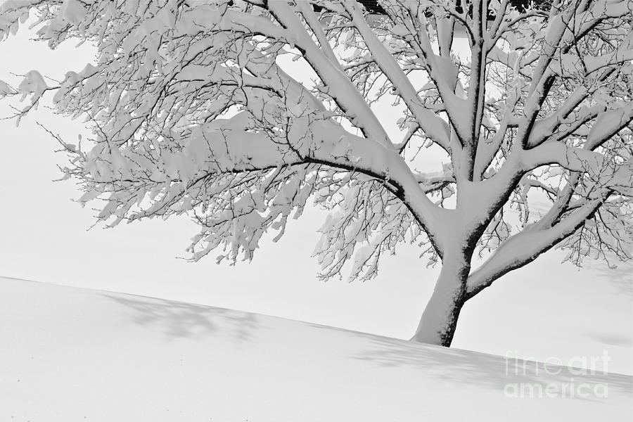 Winter Photograph - Snowy Tree by Jay Nodianos