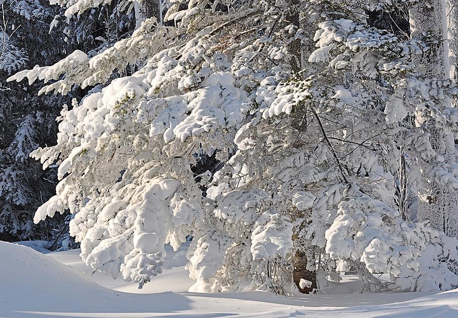Snowy Tree Photograph by Kathryn Lund Johnson