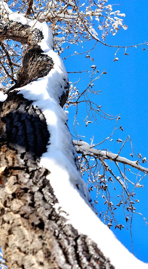 Snowy Tree Trunk 14046 Photograph