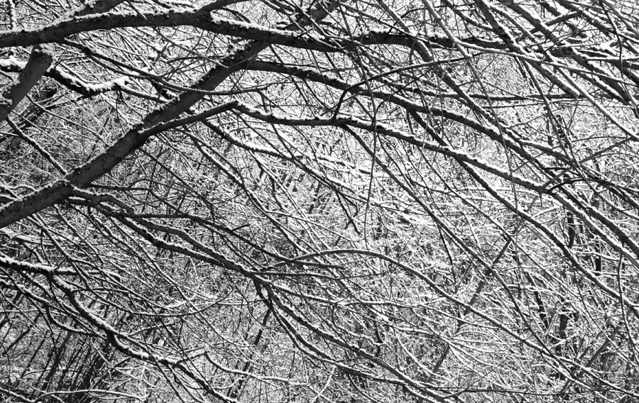 Tree Photograph - Snowy Trees Brereton Heath by Derek Sherwin