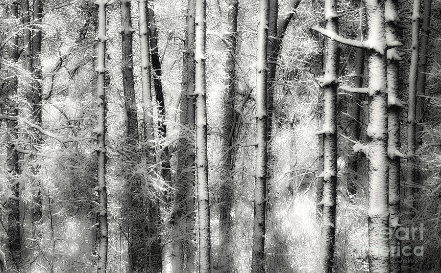 Snowy Trees Photograph by Clare VanderVeen
