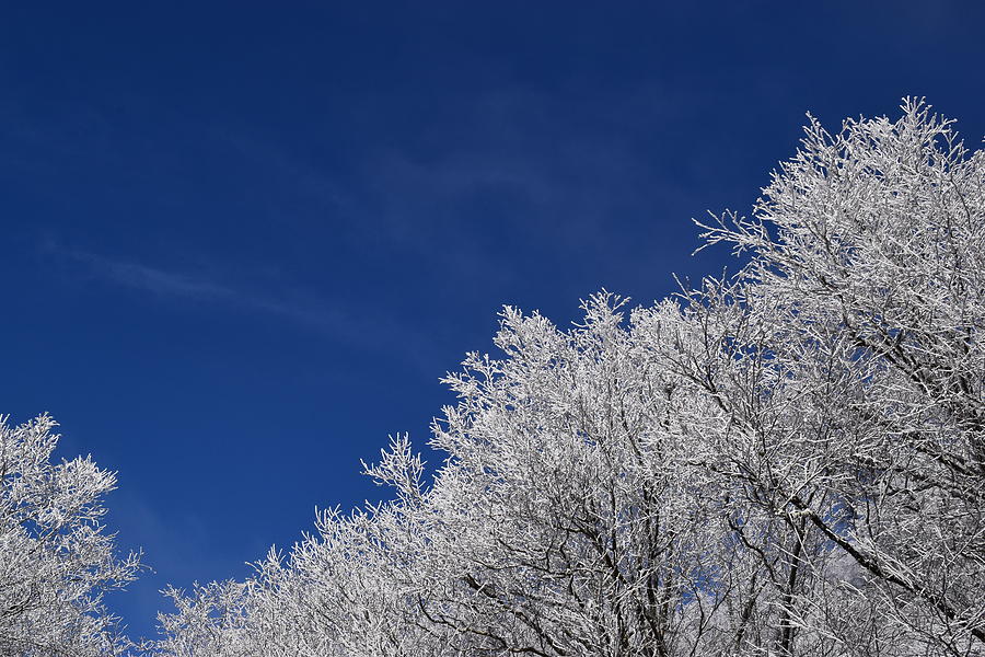 Snowy Trees Photograph by Curtis Krusie