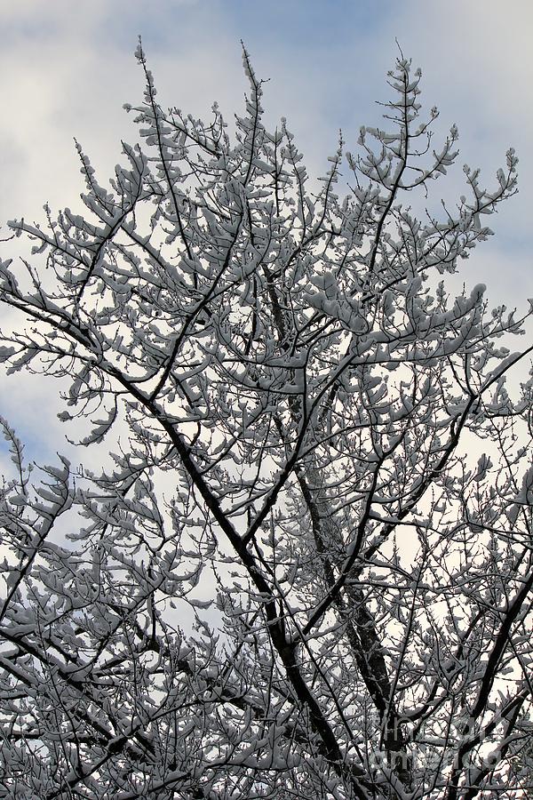 Snowy trees Photograph by Deena Withycombe