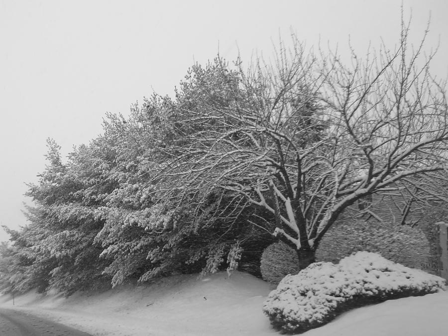 Snowy Trees in Black and White Photograph by Michael Porchik